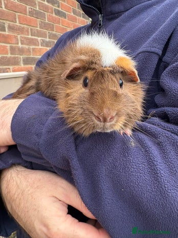Guinea Pig rodents Beautiful male Guinea pig - Advert 4