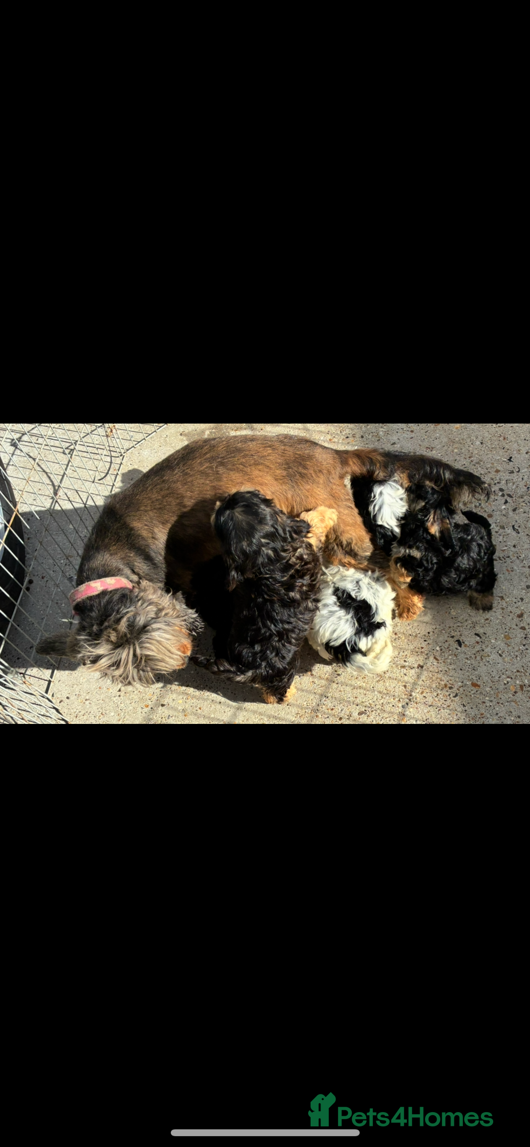 Cockapoo dogs for sale: Fabulous toy show cockapoo pups  - Image 7