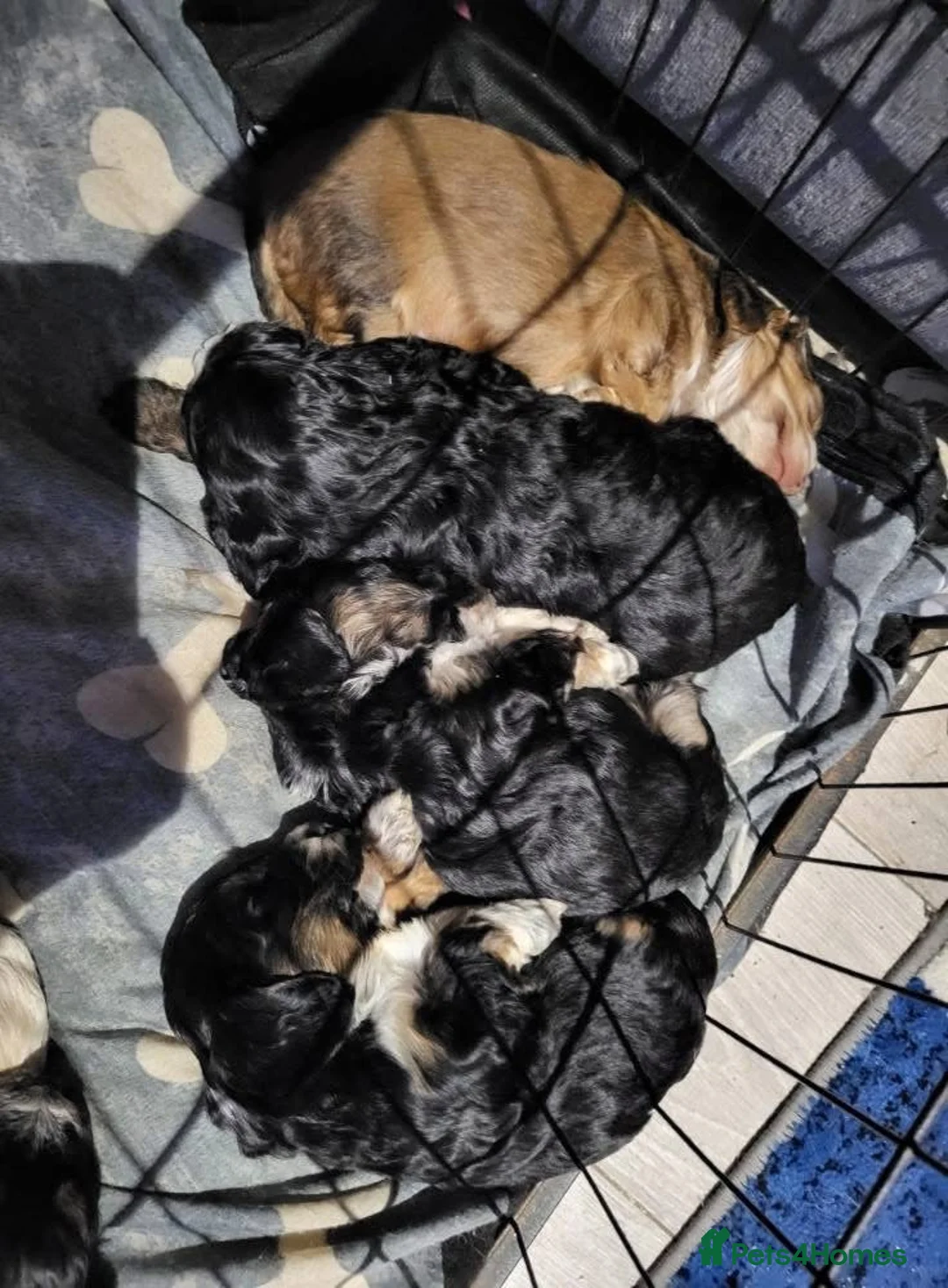 Miniature Poodle dogs for stud: 🏆PROVEN🏆 sable miniature poodle health tested in Havant - Advert 32