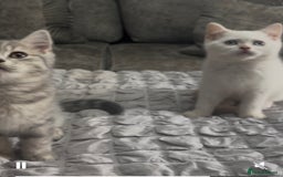 British Shorthair cats for sale: British short hair kittens  - Image 3