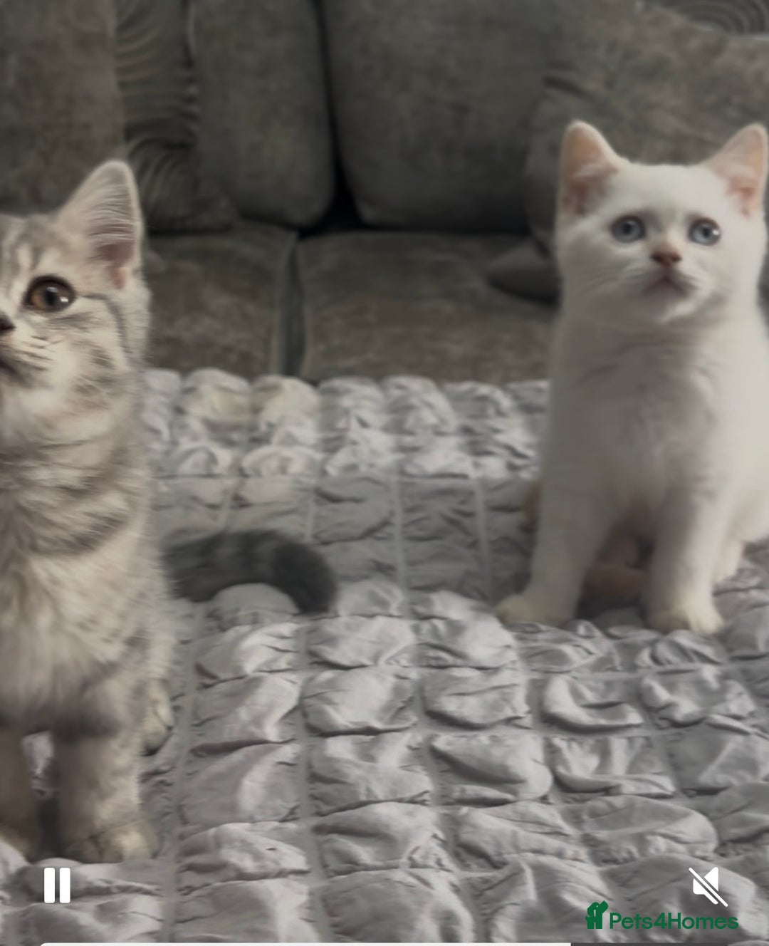 British Shorthair cats for sale: British short hair kittens  - Image 3