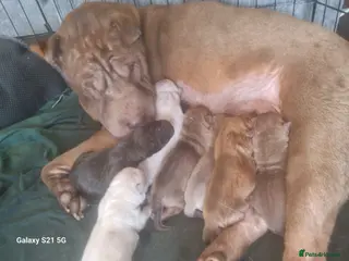 Shar Pei dogs 7 beautiful shar pei pups - Advert 10