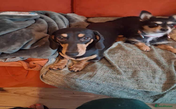 Miniature Dachshund dogs - Advert 4