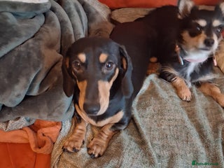 Miniature Dachshund dogs - Advert 31