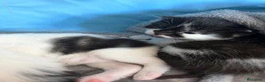 Domestic Shorthair 3