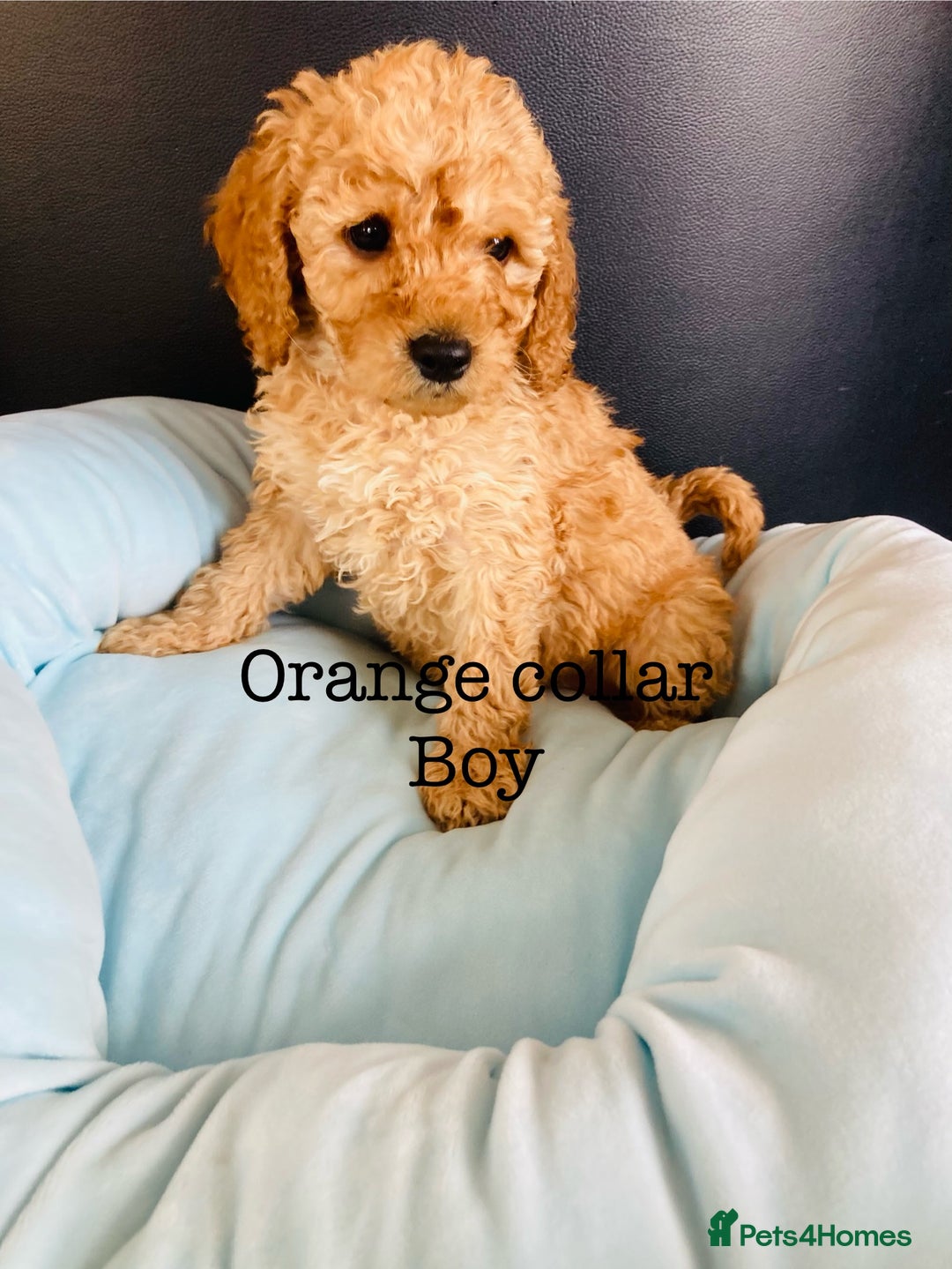 Cockapoo dogs for sale: Cockapoo F1B puppies 🐶Now Ready to leave🐶  - Image 21