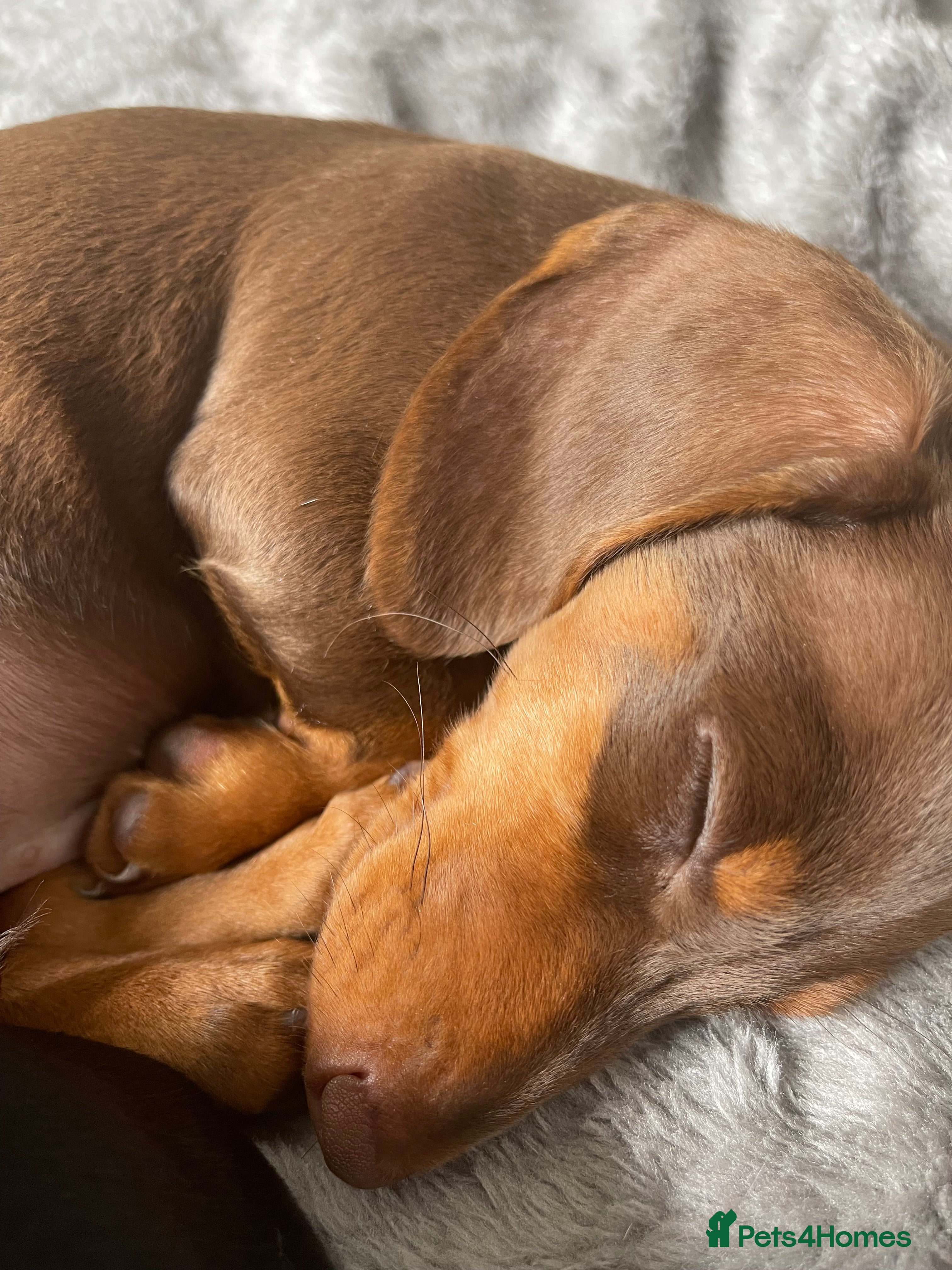 Miniature Dachshund dogs 🦖RAVENOUS REX🦖 in Worcester - Advert 20