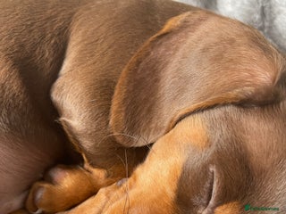 Miniature Dachshund dogs in Worcester - Advert 17