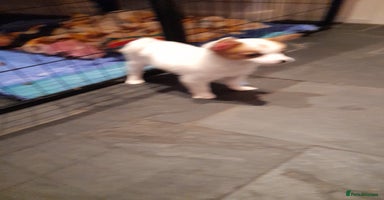 Mixed Breed dogs - Advert 3