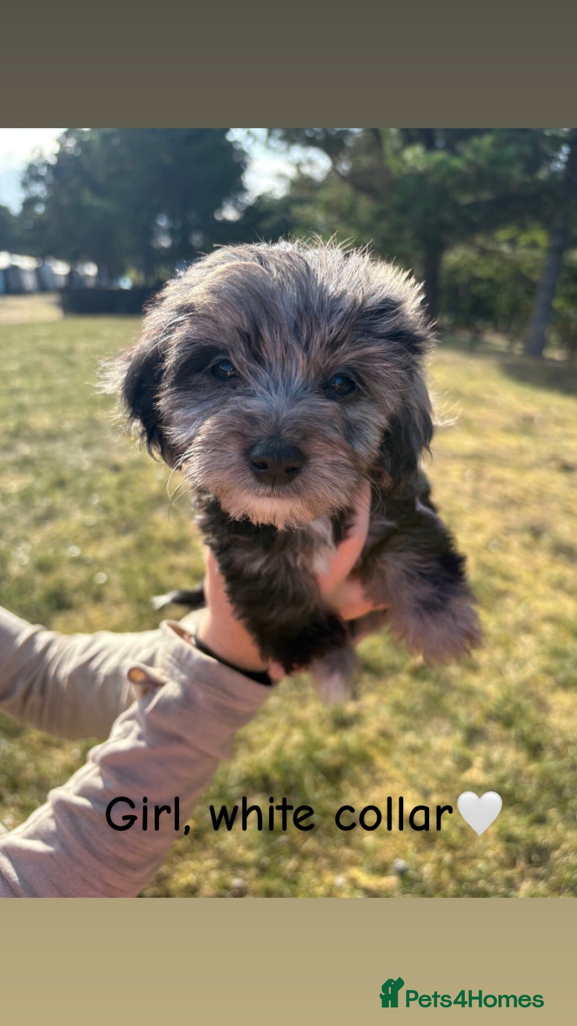 Jackapoo dogs Miniature Jackapoo Puppies - Advert 1