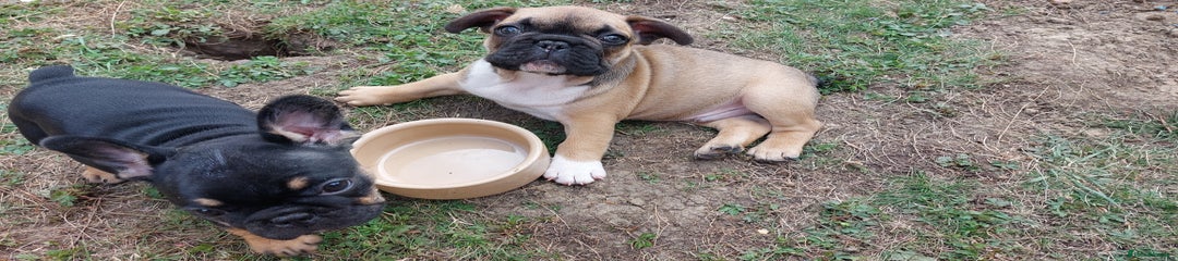 French Bulldog Puppy 1