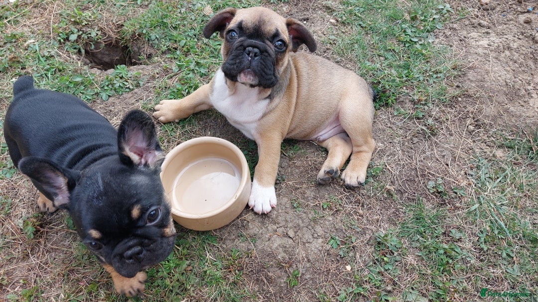 French Bulldog dogs for sale: BINGO  - Image 19
