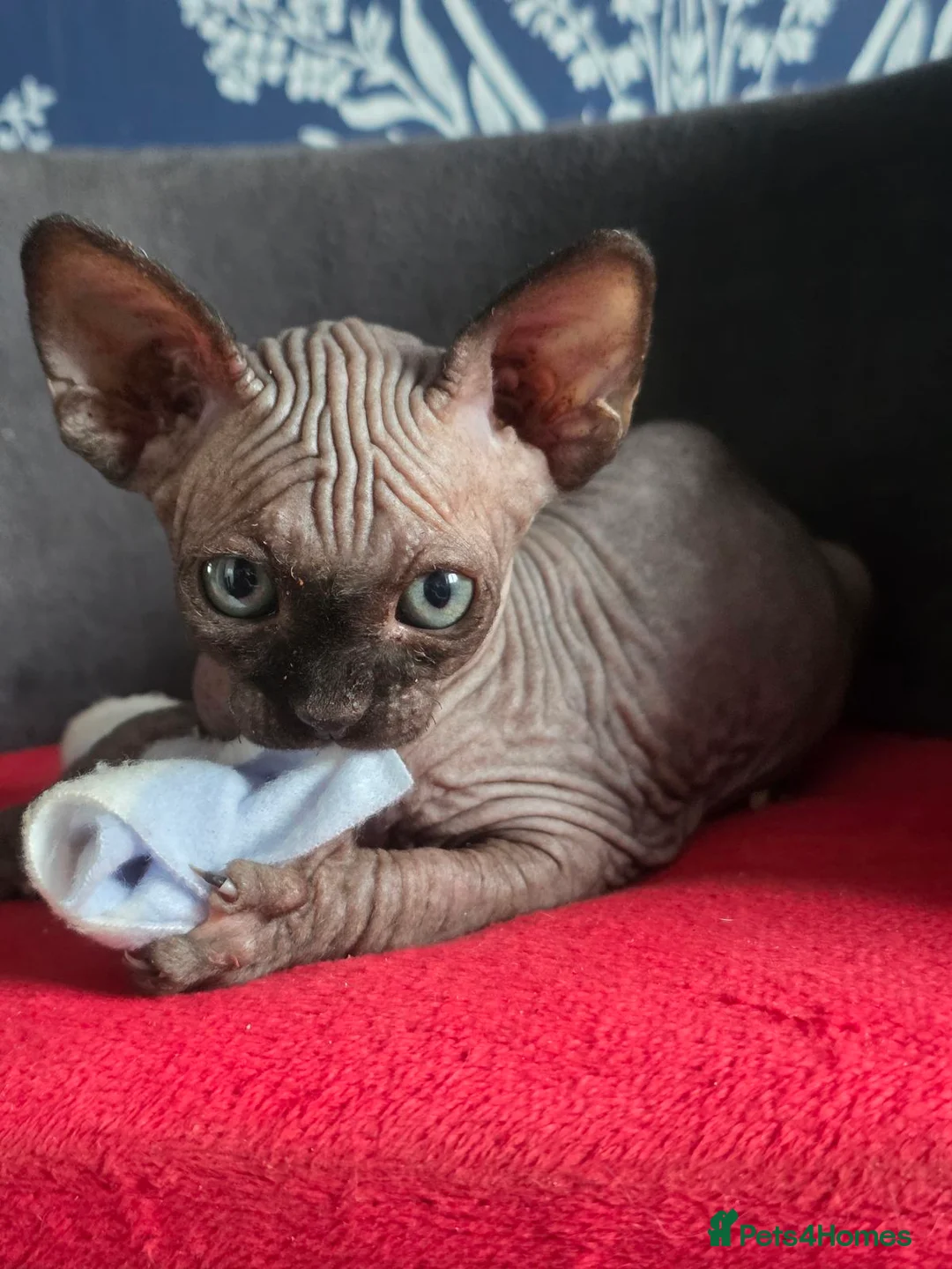Sphynx cats for sale: FIFe registered stunning Sphynx kittens - Advert 15