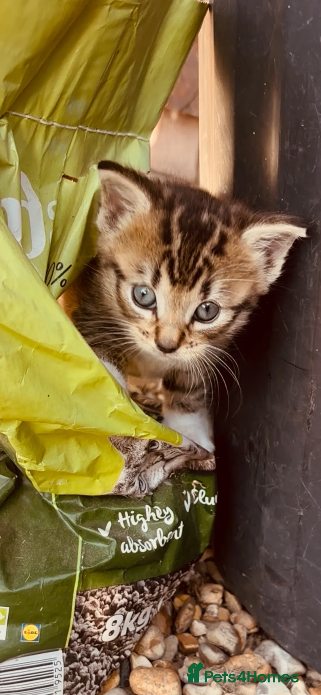 Mixed Breed cats for sale: Mixed breed bangle cross tabby girl  - Advert 2