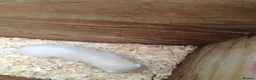 Ferret rodents for sale: 4 white ferrets in Rotherham - Advert 6