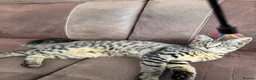 Mixed Breed cats for sale: Two Maine coon cross tabby kitten  - Advert 11