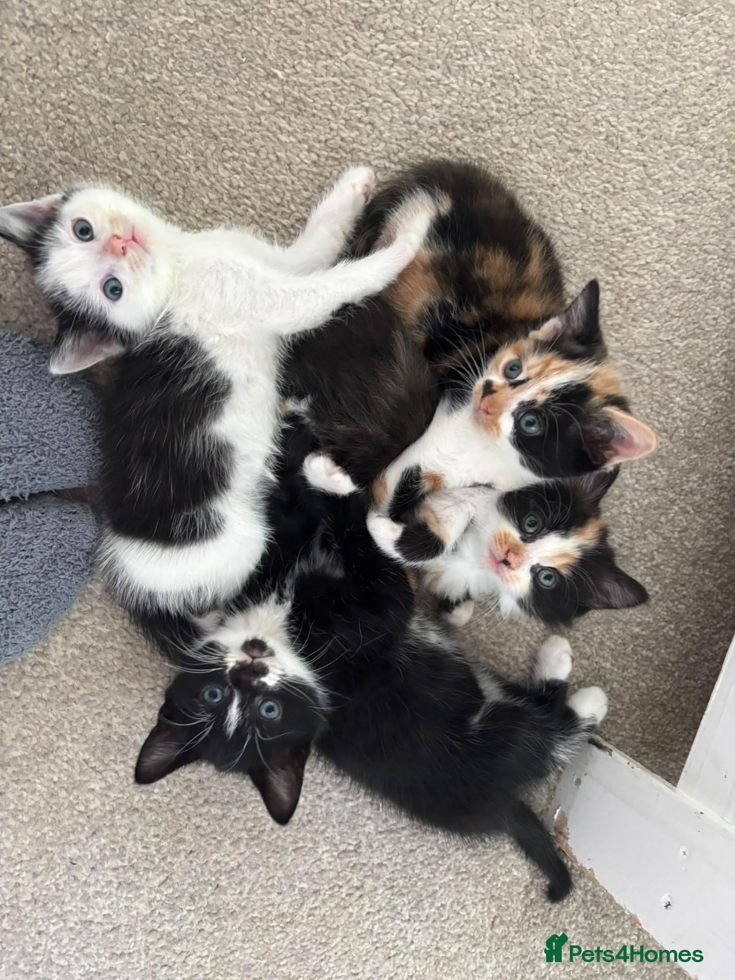 Mixed Breed cats Lovely little kittens  - Advert 7