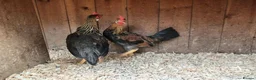 Chickens poultry for sale: Brown Leghorn Bantam Pair  - Advert 4