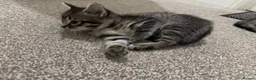 Ragdoll cats for sale: Ragdollxbritish short hair - Advert 6