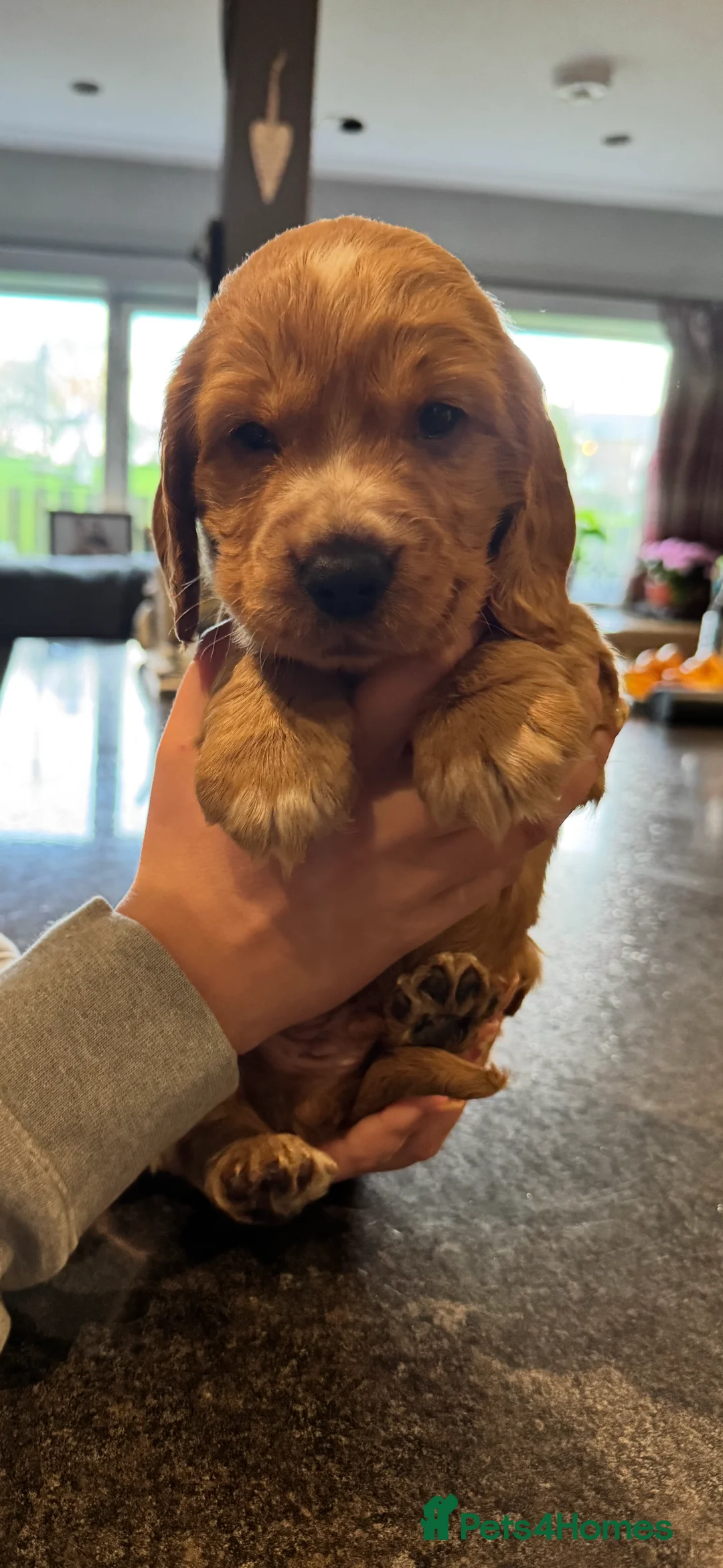 Cocker Spaniel dogs for sale: Show type cocker spaniel puppies  - Advert 4