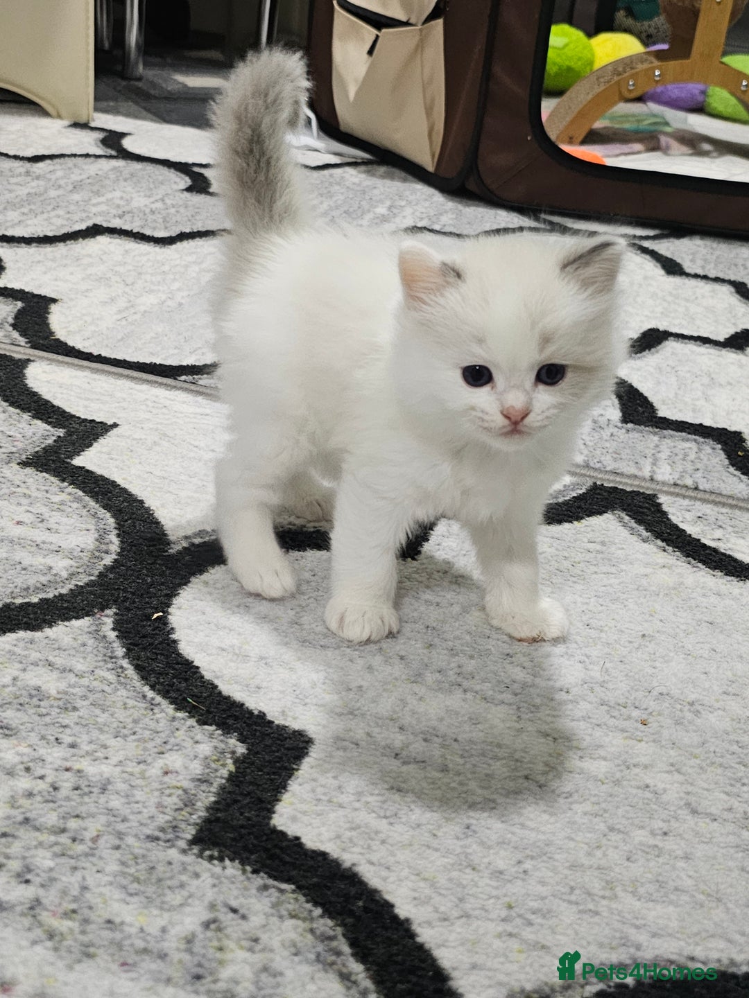 Ragdoll cats for sale: 🐱Kittens Ragdoll Bicolor. 3 Boys and 2 Girls  - Advert 12