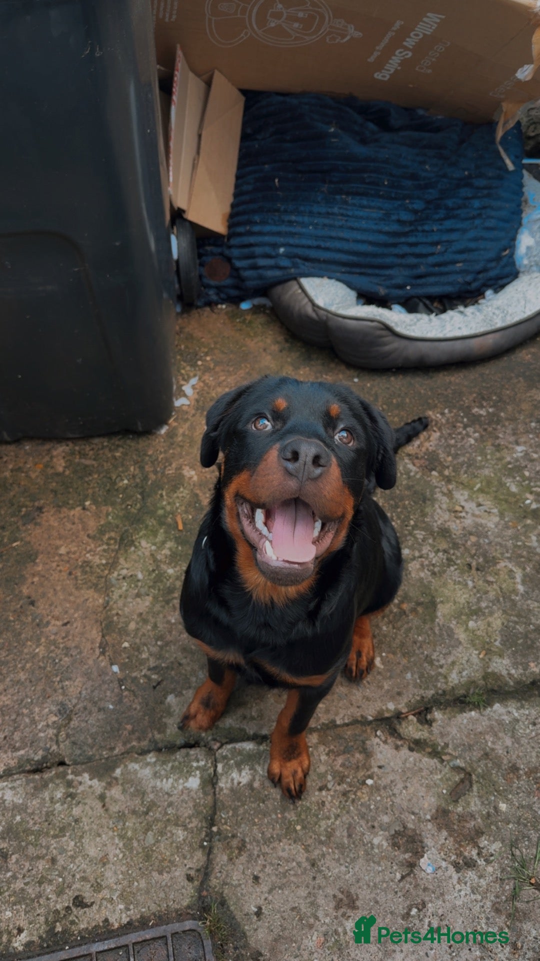 Rottweiler dogs Diesel  - Advert 1
