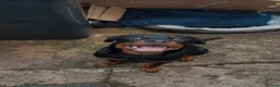 Rottweiler dogs for sale: Diesel  in Wrexham - Advert 1