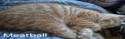 British Longhair cats for sale: Beautiful mix of kittens - Advert 5