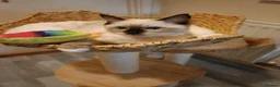 Ragdoll cats for sale: Ready active kittens Champion status Dad - Advert 4