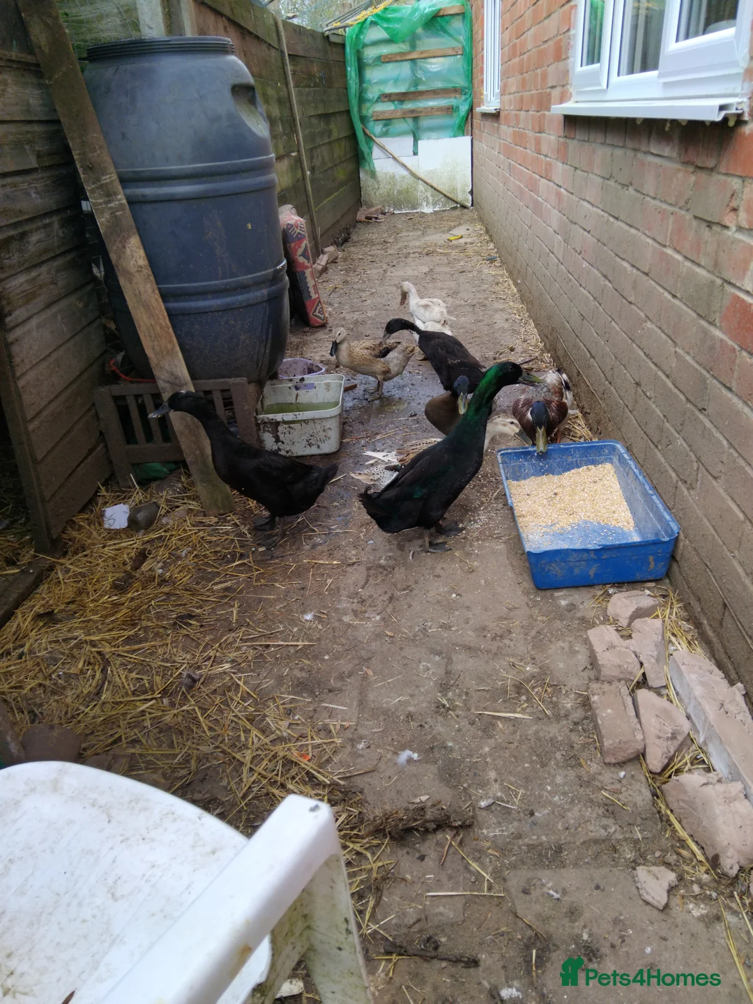 Ducks poultry for sale: Duck Pairs For Sell - Advert 2