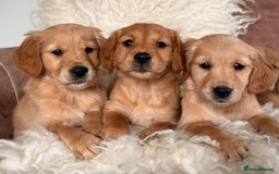 Golden Retriever dogs for sale: Beautiful KC working golden retriever puppies  - Image 4