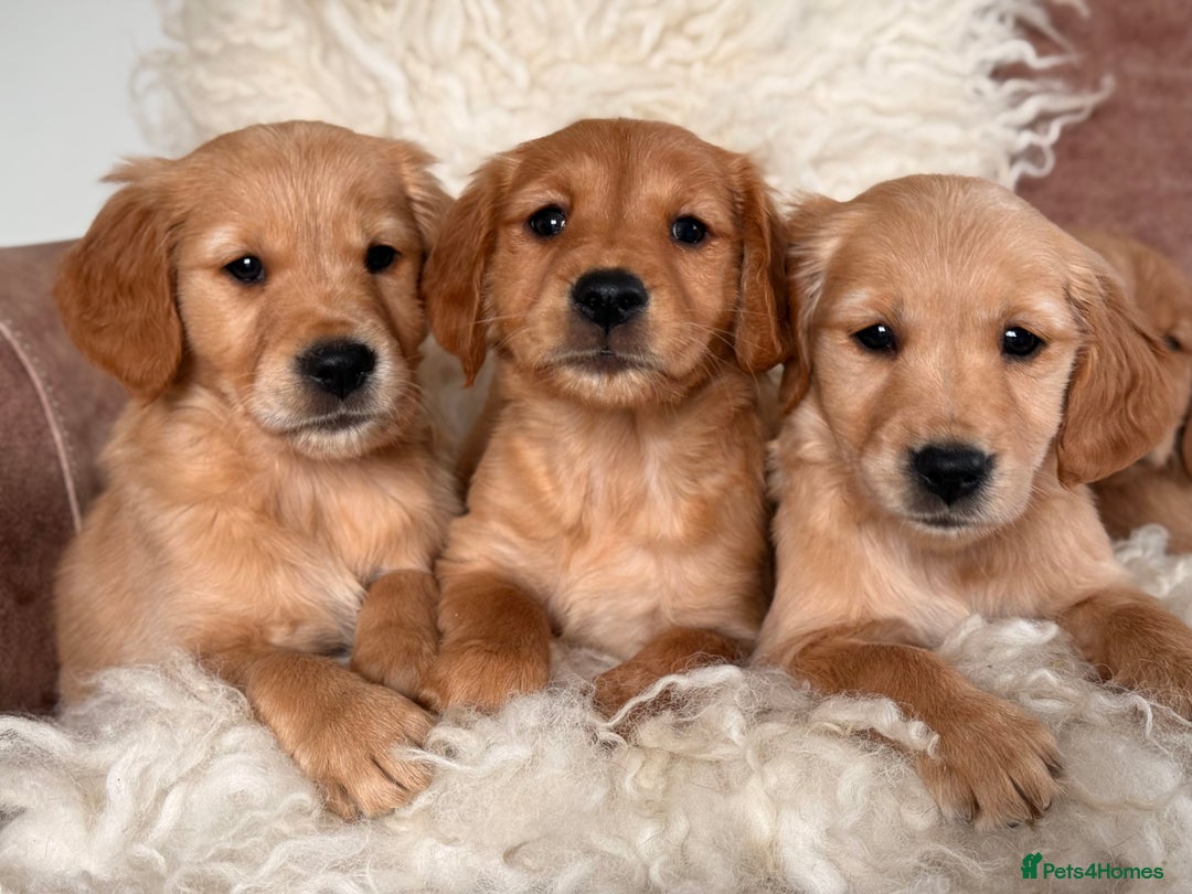 Golden Retriever dogs for sale: Beautiful KC working golden retriever puppies  - Image 4