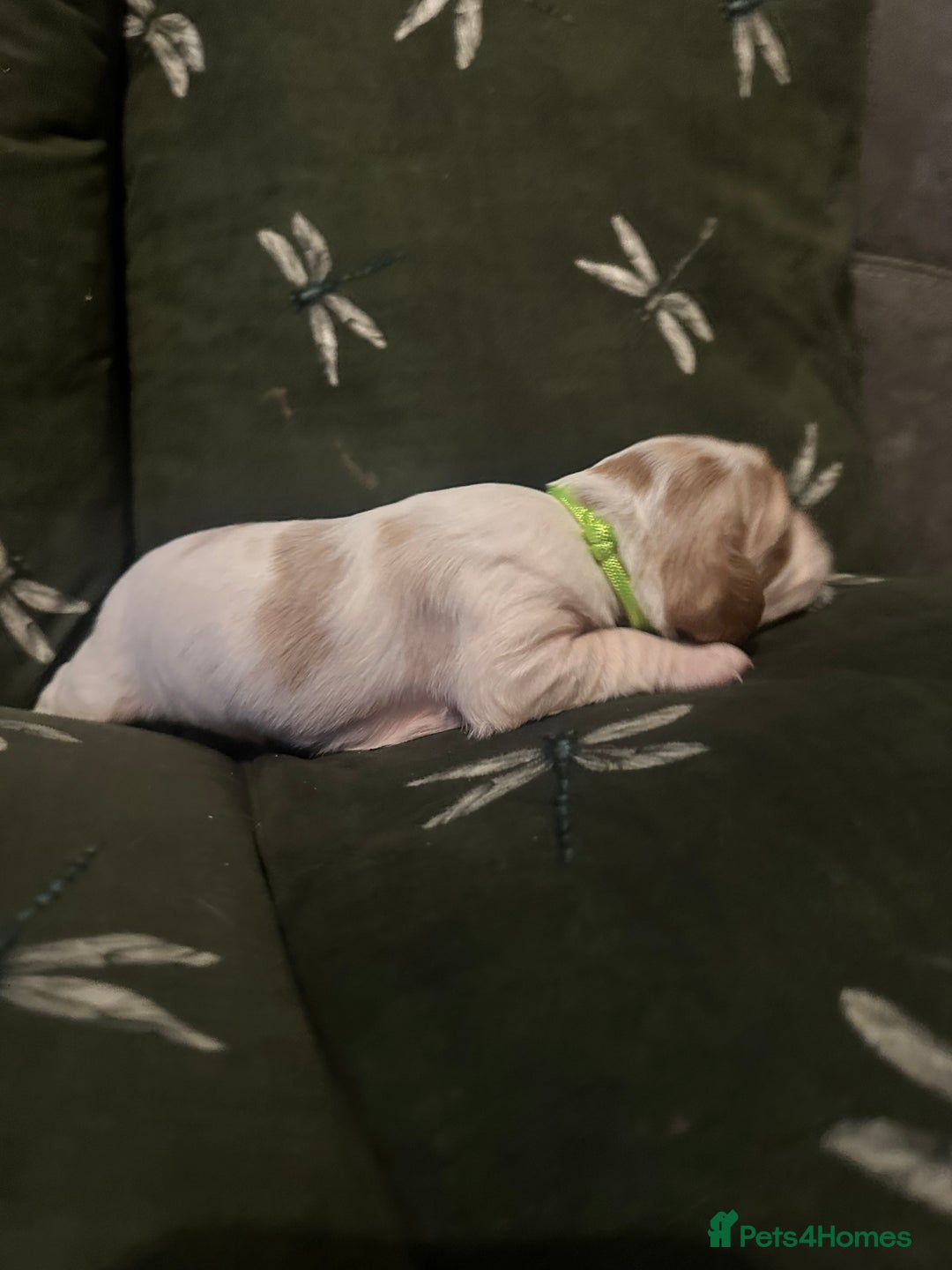 Cockalier dogs for sale: Cockalier puppies  - Advert 18