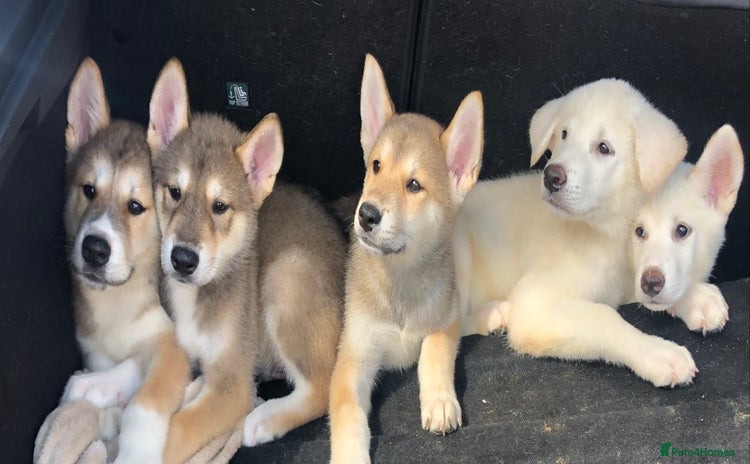 Japanese Akita Inu dogs - Advert 1