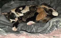 Mixed Breed cats for sale: 1 ginger male and 1 black male - Image 3