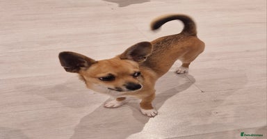 Chihuahua dogs - Advert 5