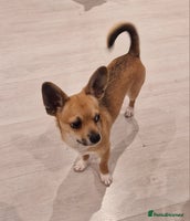 Chihuahua dogs - Advert 5