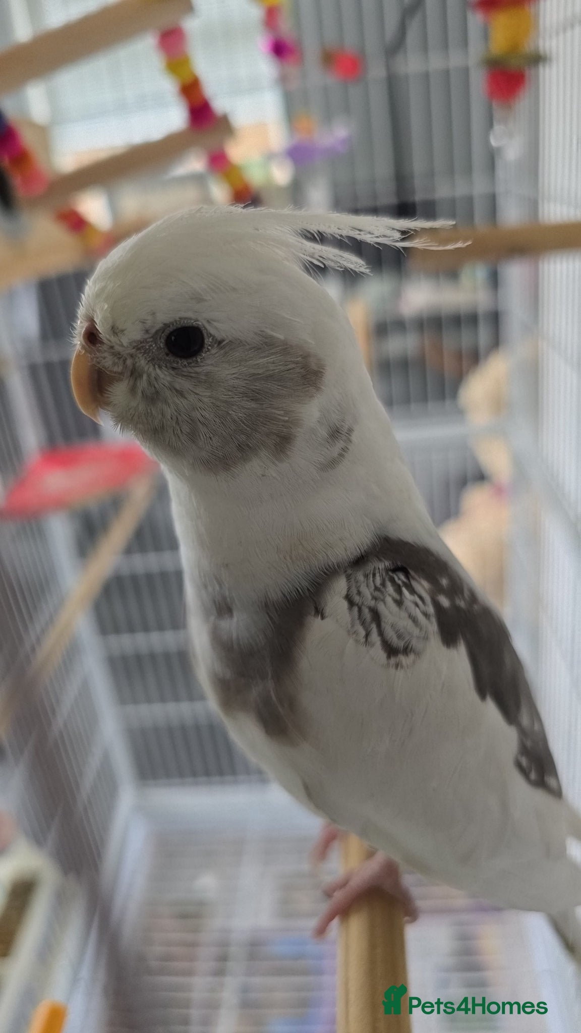 Cockatiels birds White pearl cockatiel with cage - Advert 6