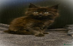 Maine Coon cats for sale: GCCF Maine Coon kittens  - Advert 29