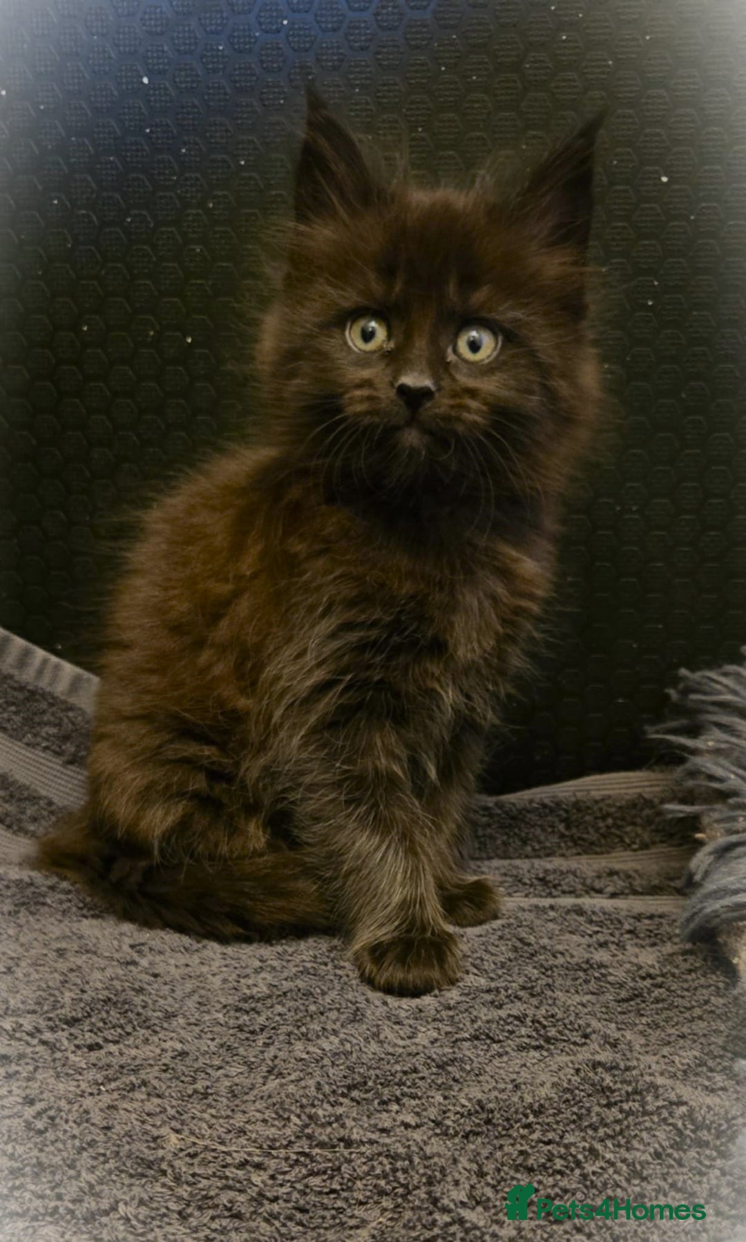 Maine Coon cats for sale: GCCF Maine Coon kittens  - Advert 29