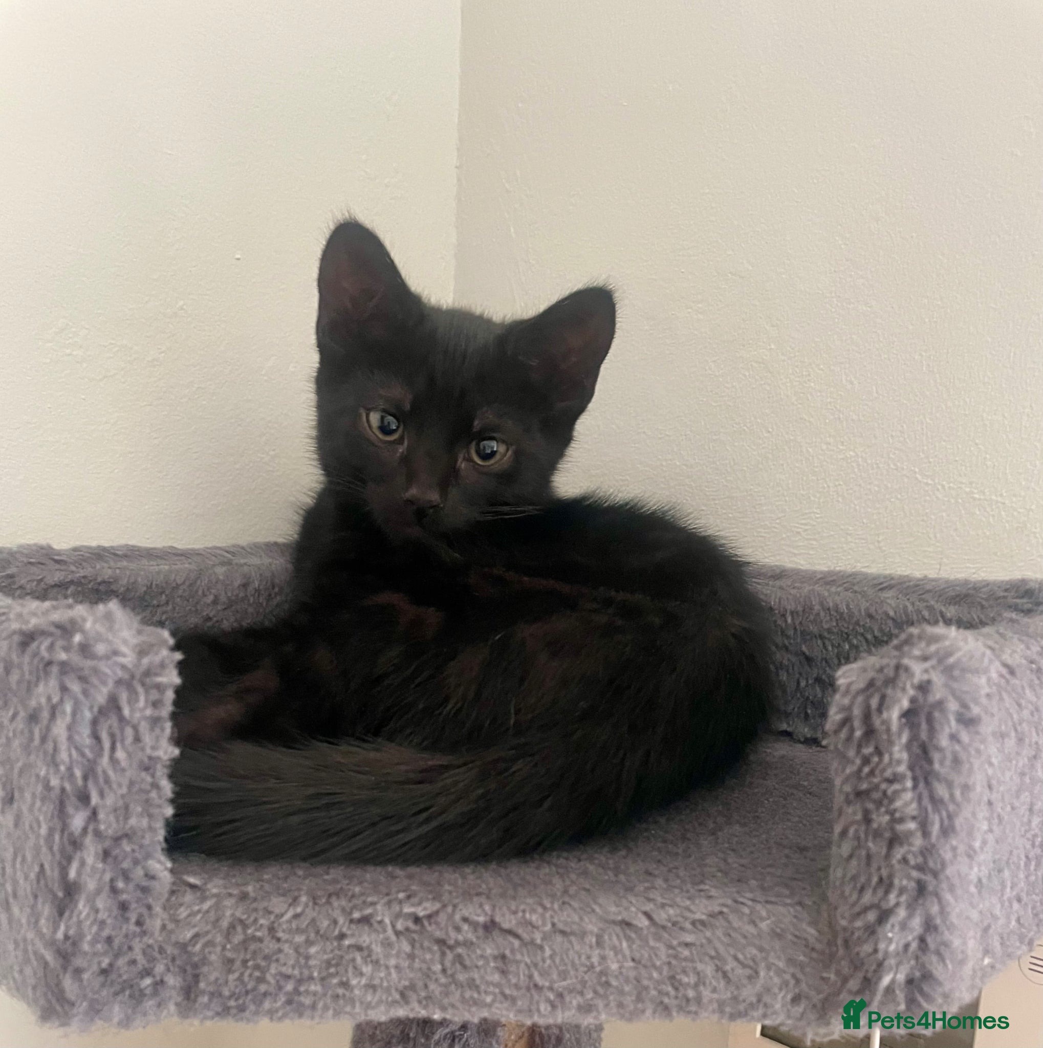 Mixed Breed cats 2 males ready now - Advert 3