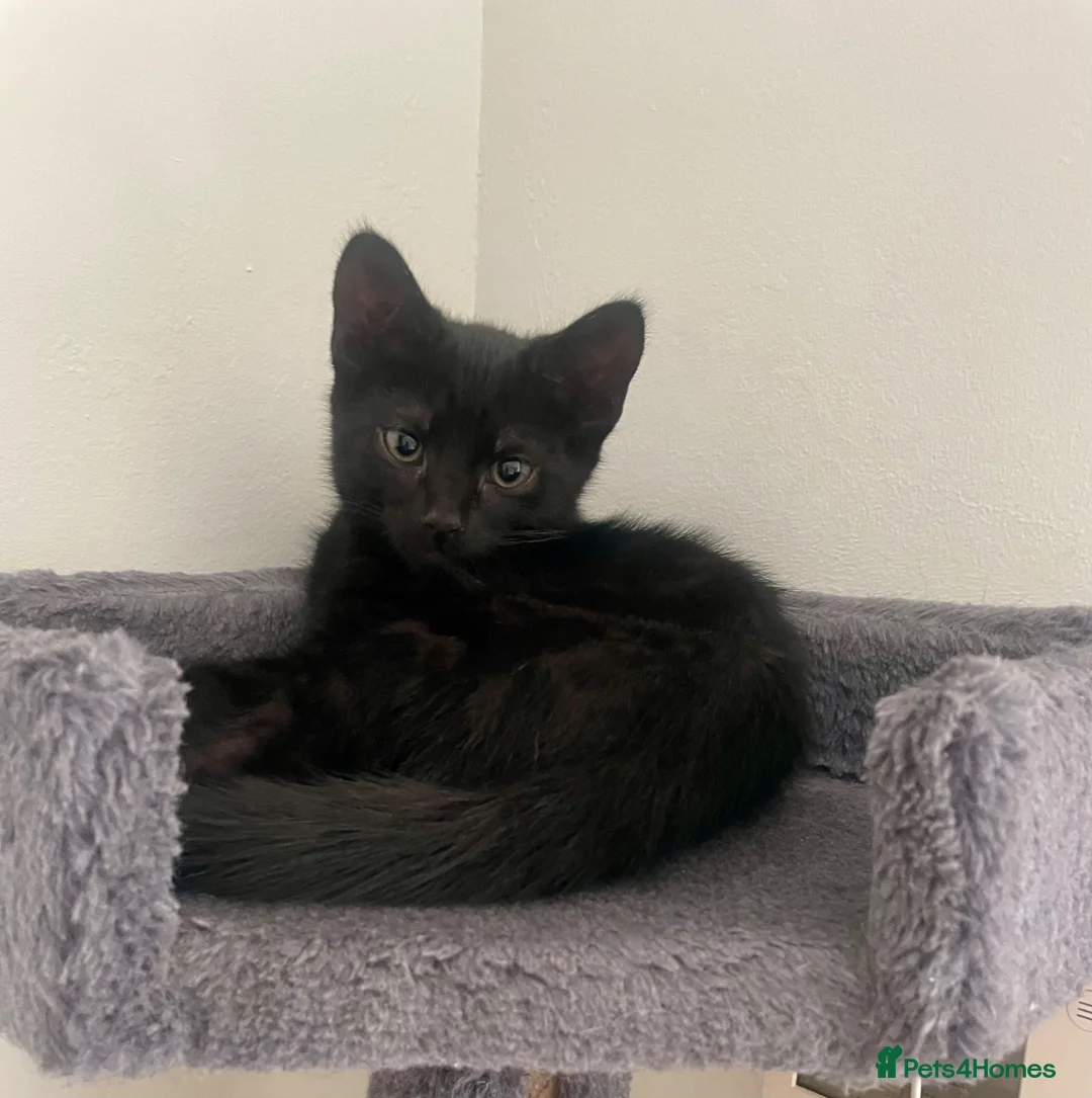 Mixed Breed cats for sale: 1 male ready now - Advert 2