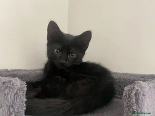 Mixed Breed cats 2 males ready now - Advert 3