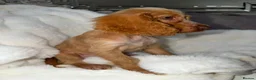 Cocker Spaniel dogs for sale: Show cocker spaniel boy puppies - Advert 24