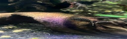 Catfish fish for sale: Bristlenose catfish (Ancistrus sp.) - Advert 5