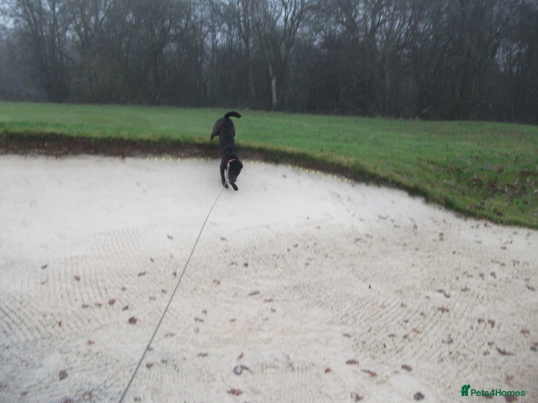 Mixed Breed dogs for adoption: Blackie - Advert 7