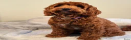 Goldendoodle dogs for sale: WAITING LIST OPEN - AUSSIE DOODLES  - Advert 38