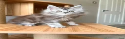 Maine Coon cats for sale: OUTSTANDING KITTENS! TICA Pedigree/Healthy/Vacc' - Advert 8