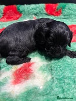 Cavapoo dogs - Advert 2