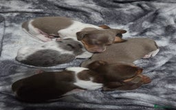 Miniature Dachshund dogs for sale: Miniature dachshund puppies KC Reg - Image 2